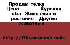 Продам телку 40000 › Цена ­ 40 000 - Курская обл. Животные и растения » Другие животные   